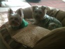 Daisy and Coco Daisy and Coco