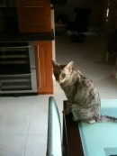 Mattie