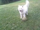 Thunder Thunder