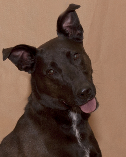 Lulu - Adoption Pic Lulu - Adoption Pic