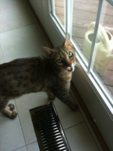 Tango Tango - Pet Photo