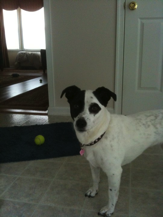 Nellie Nellie - Pet Photo