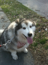 Coda Coda - Pet Photo